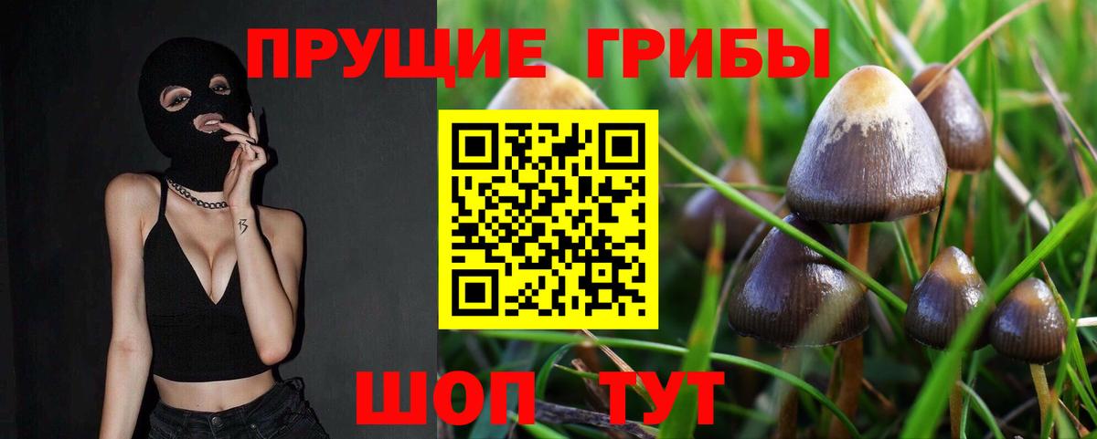 Псилоцибиновые грибы GOLDEN TEACHER  Вход с VPN  Камень-на-Оби  Псилоцибиновые грибы ЛСД 